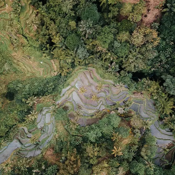 Como é produzida a erva-mate?