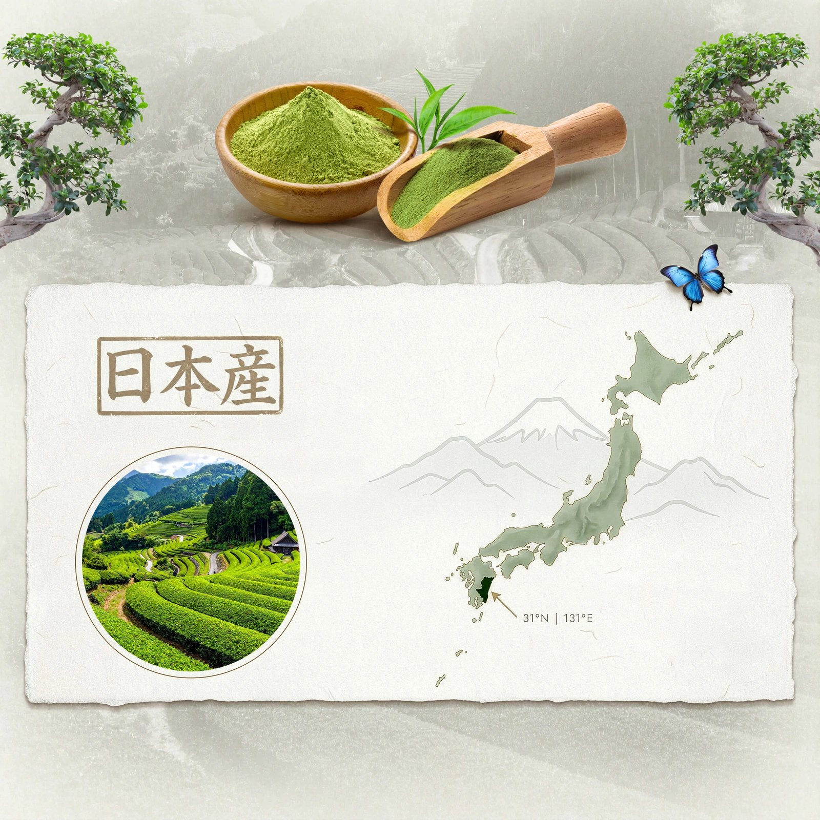 Matcha japonês cerimonial BIO Mary Rose